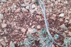 Brukhin colonists vandalize 15 Olive trees in Kafr Ad-Dik / Salfit governorate