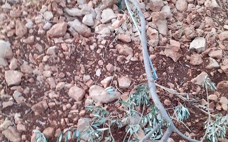 Brukhin colonists vandalize 15 Olive trees in Kafr Ad-Dik / Salfit governorate