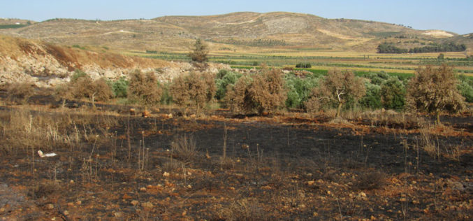 Fire ate up 104 olive trees in Turmusayya / Ramallah governorate