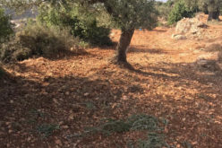 During the Olive harvesting season, Colonists looted olives from an olive grove in Ein Yabrud / Ramallah Governorate