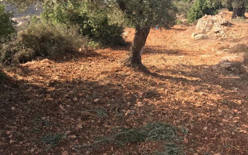 During the Olive harvesting season, Colonists looted olives from an olive grove in Ein Yabrud / Ramallah Governorate