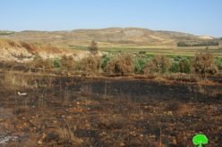 Fire ate up 104 olive trees in Turmusayya / Ramallah governorate