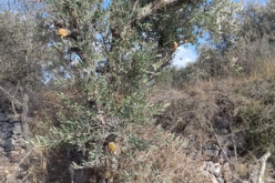 Bruchin colonists sabotage olive trees in Kafr Ad-Dik west Salfit