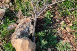 Israeli Settlers cut off and kill 85 olive seedlings in Tulkarim governorate