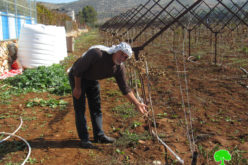 Colonists sabotage 400 olive Saplings in Turmus’ayya \ Ramallah governorate