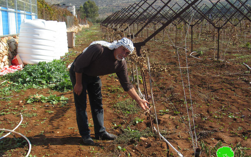 Colonists sabotage 400 olive Saplings in Turmus’ayya \ Ramallah governorate