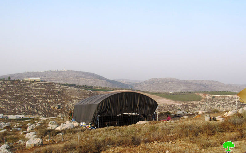 إتلاف 150 غرسة زيتون ولوزيات في بلدة سنجل  بمحافظة رام الله