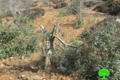 Israeli Settlers cut off and kill olive seedlings in Salfit governorate