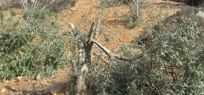 Israeli Settlers cut off and kill olive seedlings in Salfit governorate