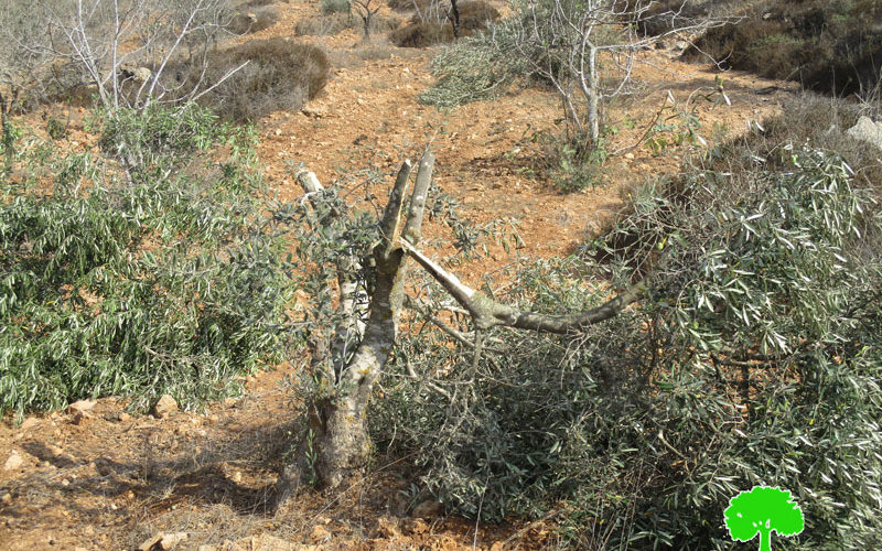 Israeli Settlers cut off and kill olive seedlings in Salfit governorate