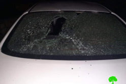 Brukhin Colonists Attack Palestinian Properties in Sarta village / Salfit governorate