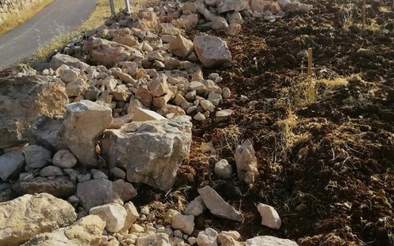 Fanatic colonists escalate attacks against farmers and farmlands/ Hebron Governorate