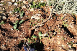 The Israeli Occupation Uproots 40 Olive Saplings in Al-Mughayyir Village / Ramallah governorate.