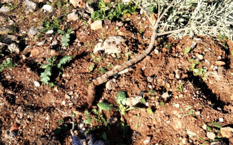 The Israeli Occupation Uproots 40 Olive Saplings in Al-Mughayyir Village / Ramallah governorate.