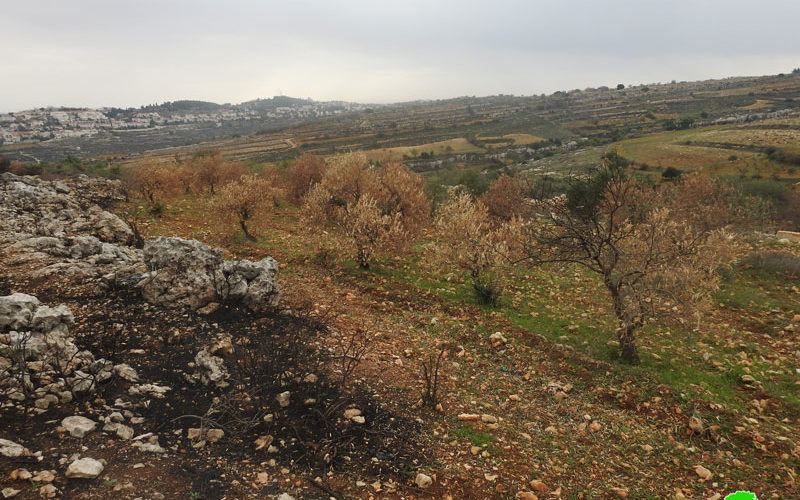 Efrat colonists set fire to 60 Olive trees in Al-Khader / Bethlehem governorate