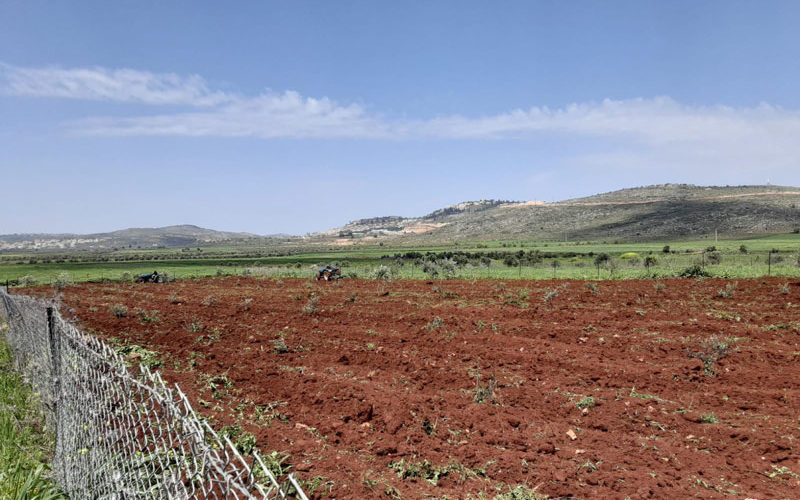 ‘Adei Ad colonists carry out another attack against Farmer ‘Awad Turmus’ayya / Ramallah governorate