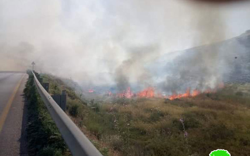 Innab colonists set fire to 400 dunums of olive groves in Ramin village / Tulkarm