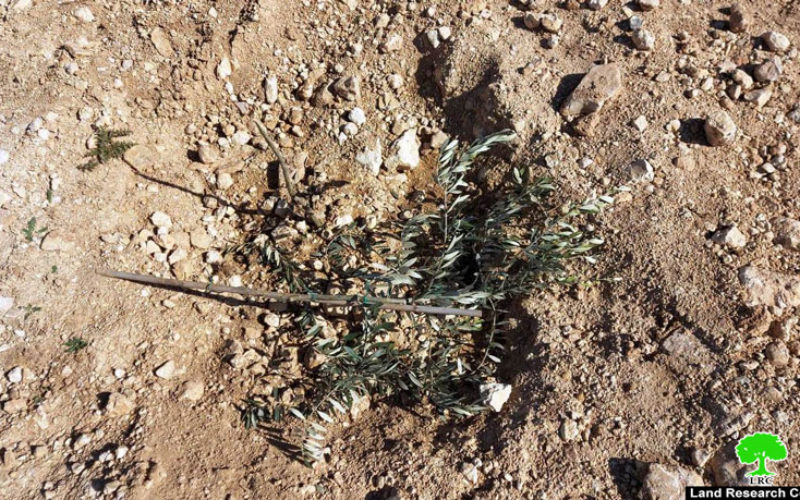 Israeli colonists uproot olive seedlings South Hebron governorate
