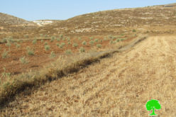 Colonists Sabotage a Siege and loot agricultural tools in Turmus’syya town / Ramallah governorate