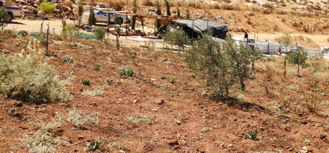 Colonists uproot about 340 seedlings in Tawameen area- east Yatta/  Hebron Governorate