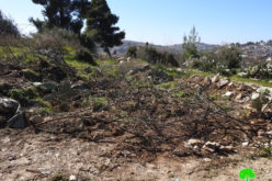 The Occupation Uproot trees and Ravage lands in Beit Ummar / North Hebron