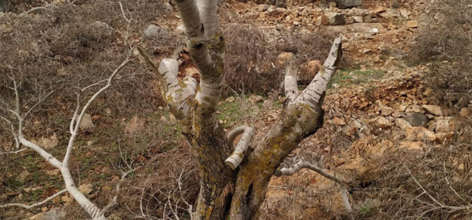 Tens of Olive Trees sabotaged in Yasuf Village