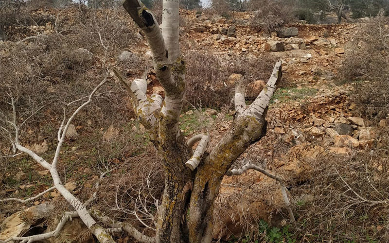 Tens of Olive Trees sabotaged in Yasuf Village