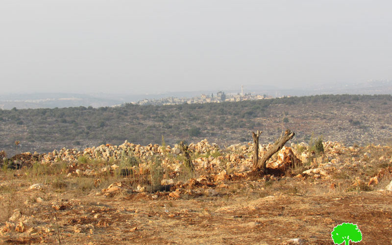 Uprooting Saplings and destroying retaining walls in Salfit city