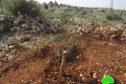 The Israeli Military Occupation ravages and confiscates 110 olive seedlings in Salfit Governorate of the West Bank