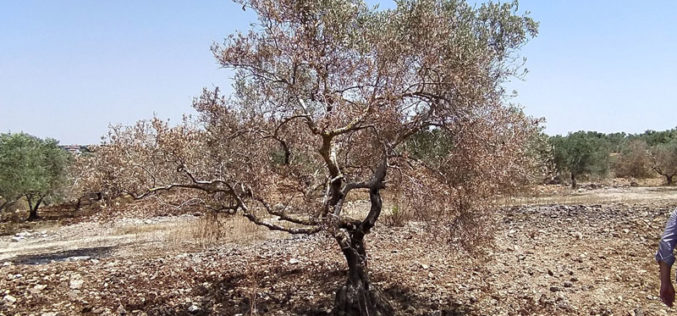 Setting fire to 103 olive trees in Dhohor Al-‘Abed / Jenin governorate