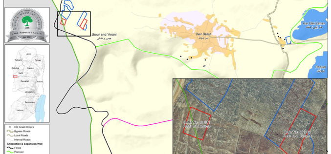 اقتلاع مئات غراس الزيتون واللوزيات من حقول بلدة دير بلوط ويخطر بإزالة مجموعة أخرى / محافظة سلفيت