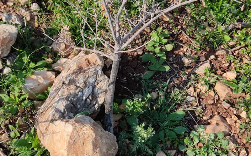 Israeli Settlers cut off and kill 85 olive seedlings in Tulkarim governorate