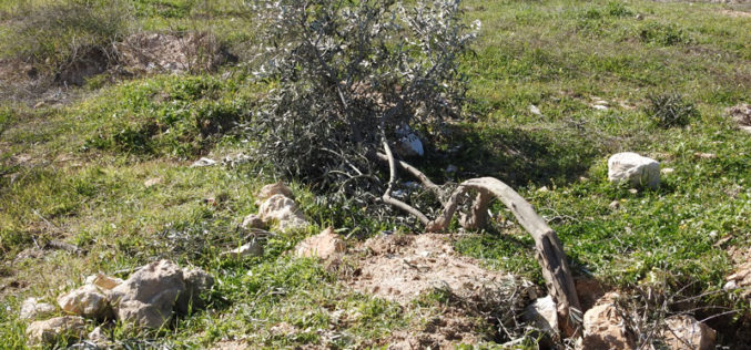 الاحتلال يقتلع أشجار ويجرف أراضي في بيت أمر شمال الخليل