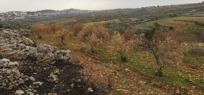 Efrat colonists set fire to 60 Olive trees in Al-Khader / Bethlehem governorate