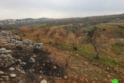 Efrat colonists set fire to 60 Olive trees in Al-Khader / Bethlehem governorate