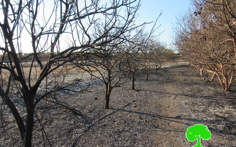Israeli Occupation Forces set 13 agricultural dunums ablaze in Qalqilya governorate