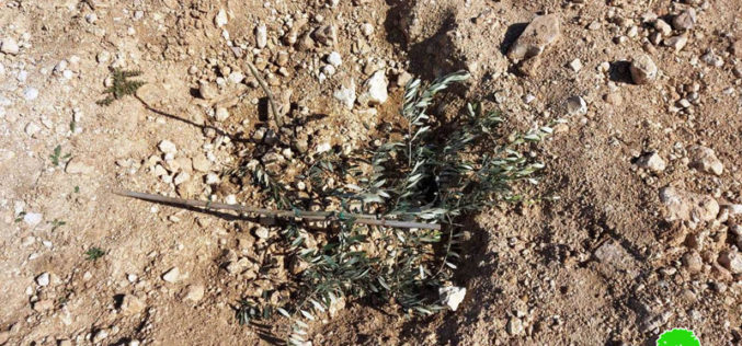 Israeli colonists uproot olive seedlings South Hebron governorate