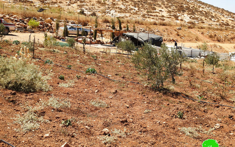 Colonists uproot about 340 seedlings in Tawameen area- east Yatta/  Hebron Governorate