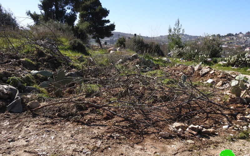 The Occupation Uproot trees and Ravage lands in Beit Ummar / North Hebron