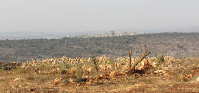 Uprooting Saplings and destroying retaining walls in Salfit city