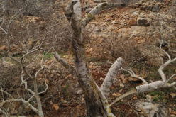 إتلاف عشرات أشجار الزيتون في قرية ياسوف / محافظة سلفيت