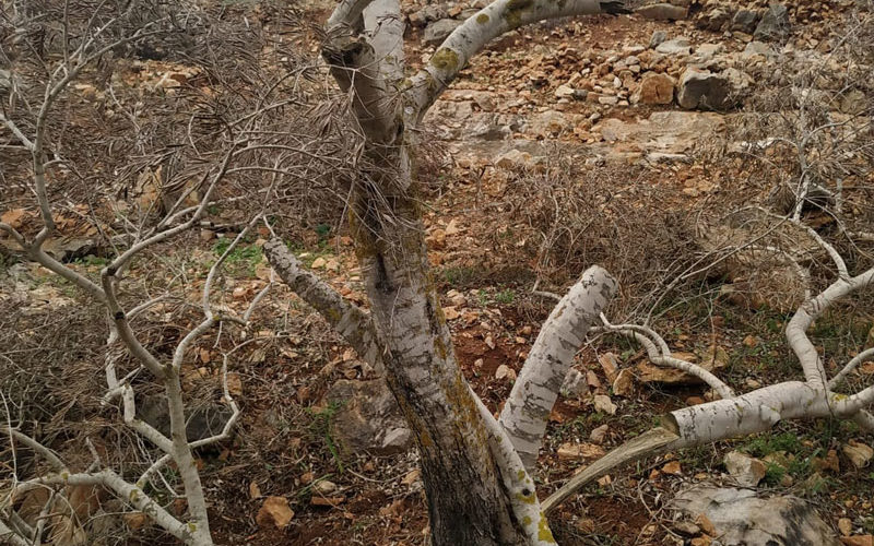 إتلاف عشرات أشجار الزيتون في قرية ياسوف / محافظة سلفيت