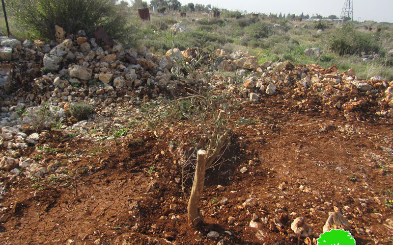 The Israeli Military Occupation ravages and confiscates 110 olive seedlings in Salfit Governorate of the West Bank