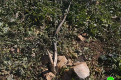 Israeli Settlers cut off and kill 120 olive seedlings in Salfit governorate