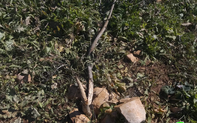 Israeli Settlers cut off and kill 120 olive seedlings in Salfit governorate