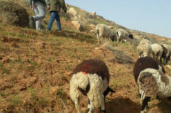 Private agricultural land encroached by settlers in the town of Bani Nai’m, south of Hebron