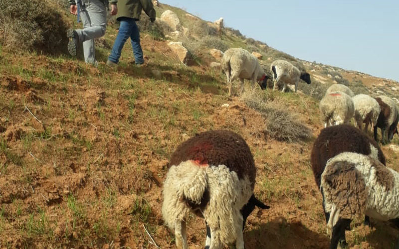 Private agricultural land encroached by settlers in the town of Bani Nai’m, south of Hebron