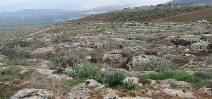 The Occupation Uproots Tens of Saplings in Khirbet ‘Einun \ Tubas Governorate