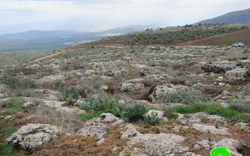 The Occupation Uproots Tens of Saplings in Khirbet ‘Einun \ Tubas Governorate