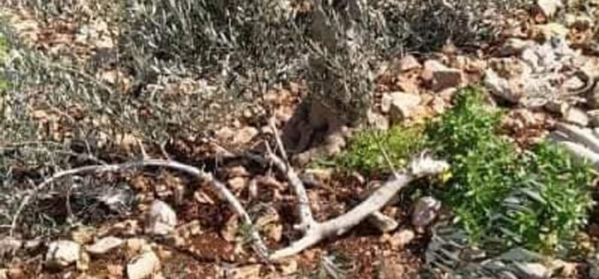 Thirty olive trees sawed down by Brochin settlers in the town of Kafr Ad-Dik, Salfit governorate